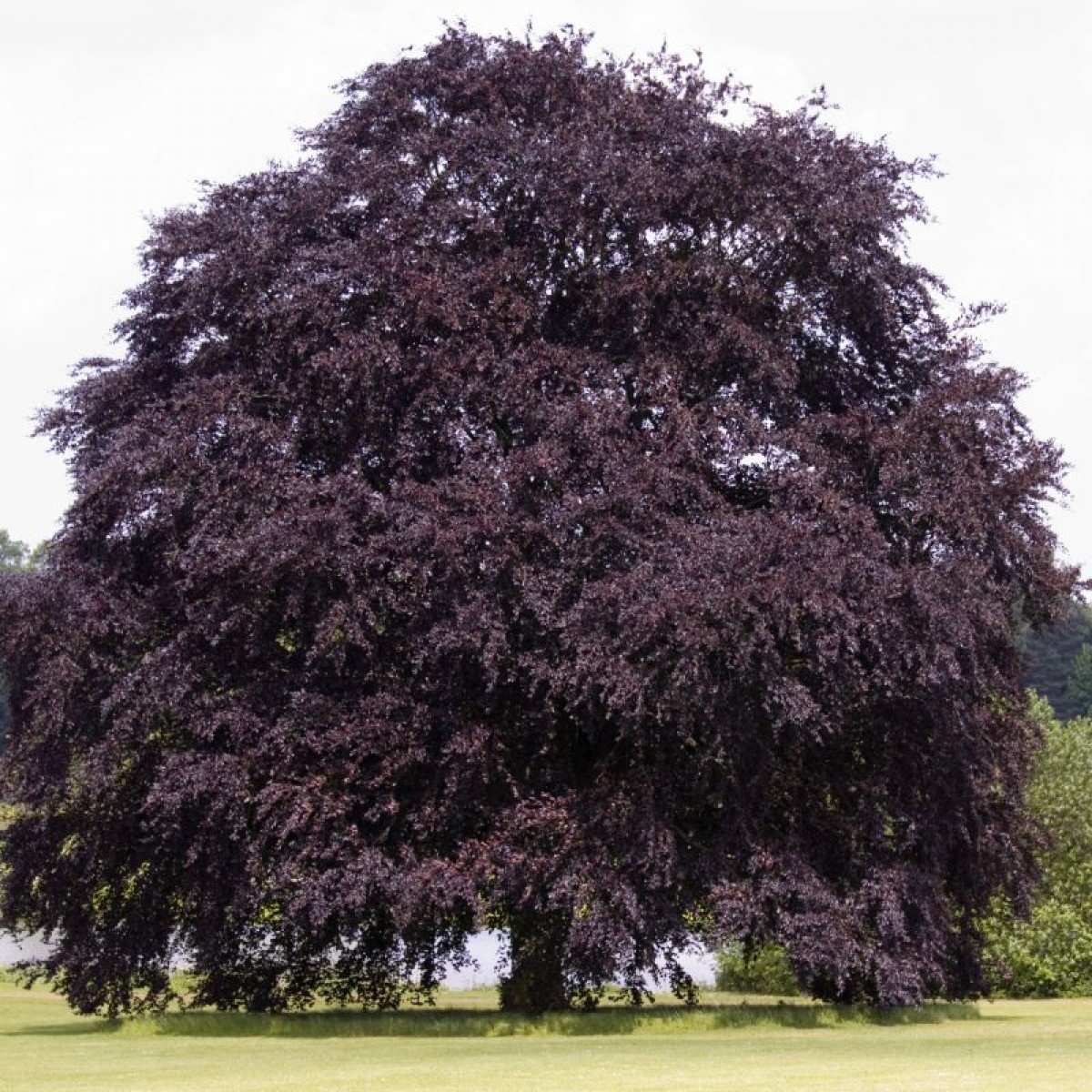 Copper beech: an enchanting addition to your garden
